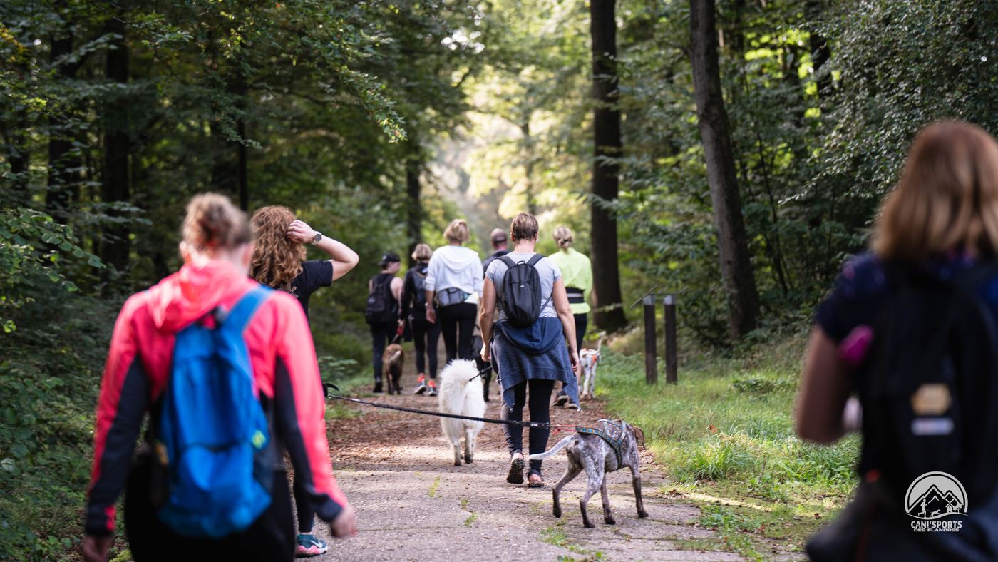 Un groupe en canimarche avec leurs chiens en forêt