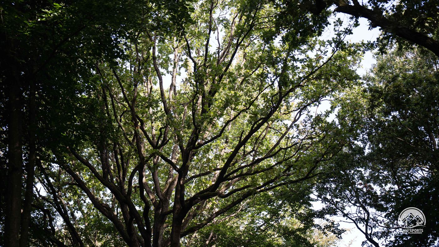 La canopée de la forêt vue d'en bas