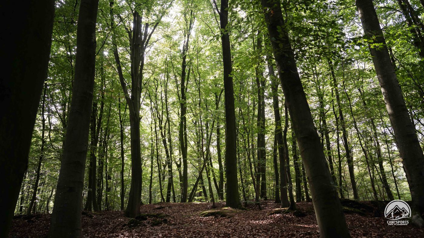 Sous-bois du Bois des Huit Rues